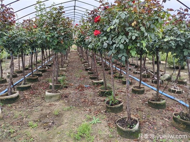 2024年綠化苗木種植風(fēng)向標(biāo)，苗木如何才能掙錢？(圖1)