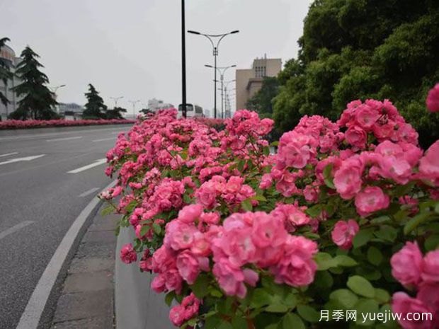 杭州月季應用和景觀圖集(圖3)