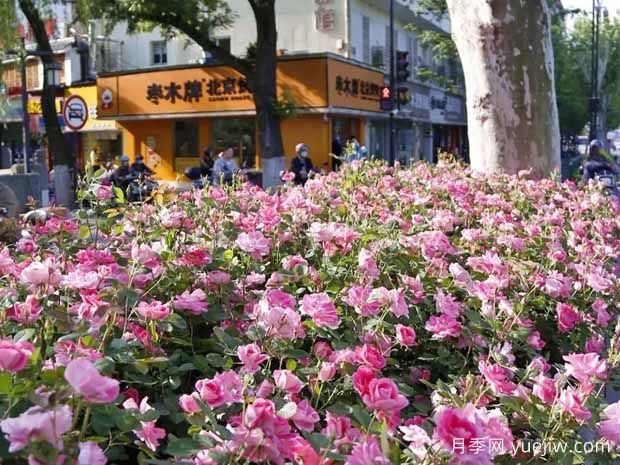 杭州月季應用和景觀圖集(圖5)