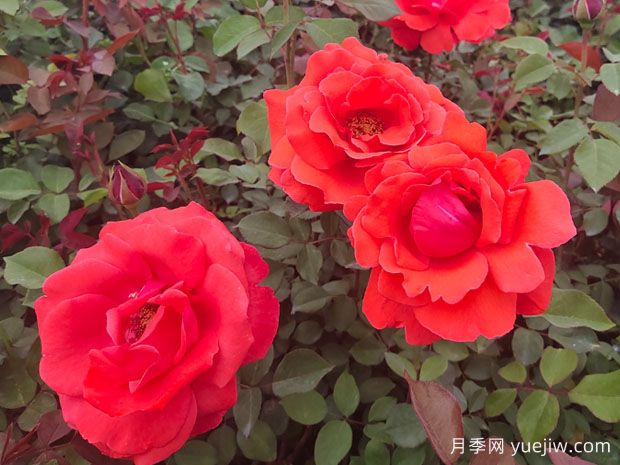 如何讓月季花開的更美？按照這個(gè)養(yǎng)護(hù)措施(圖1)