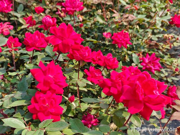 廣東東莞佛山梅州珠海等地花友如何種植月季？(圖1)