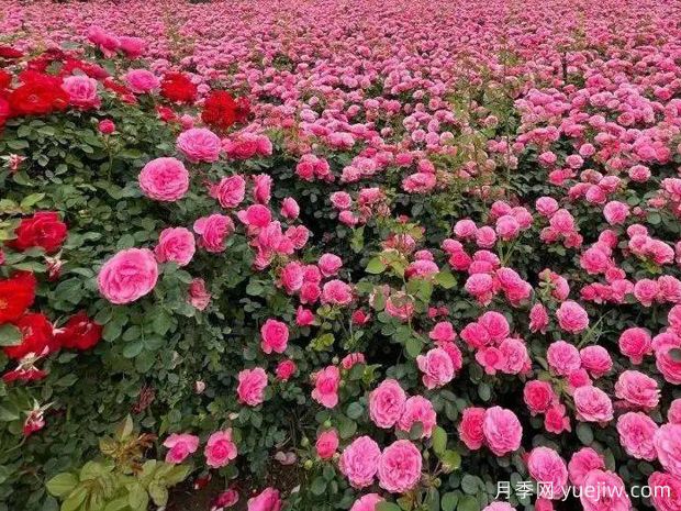 咸陽月季應用和景觀圖集(圖1)