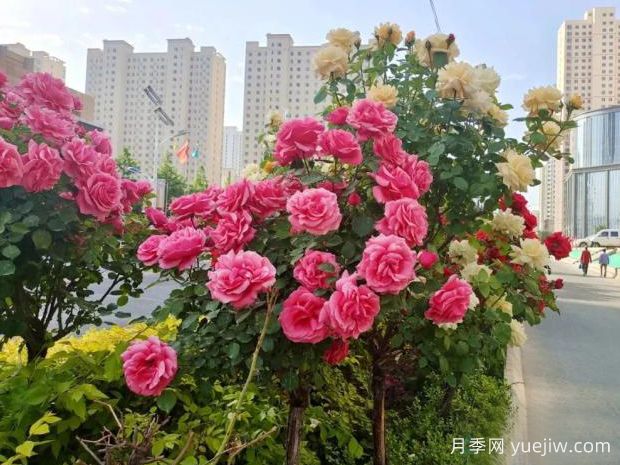 臨夏高桿月季激情綻放，讓臨夏州美不勝收(圖2)