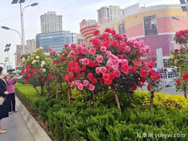 3萬(wàn)余株樹狀月季花開滿城，臨夏市的浪漫你喜歡嗎？(圖2)
