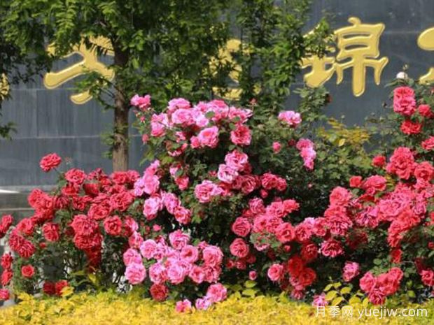 3萬(wàn)余株樹狀月季花開滿城，臨夏市的浪漫你喜歡嗎？(圖3)