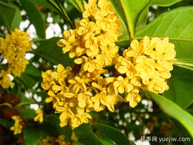 桂花養(yǎng)殖方法與技巧，桂花一年四季都開花嗎？(圖1)