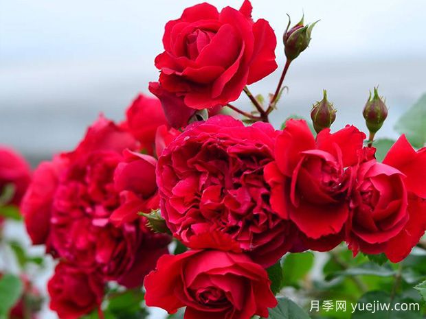 蒂娜月季一年開幾次花？蒂娜開花周期及病蟲害防治技巧(圖2)