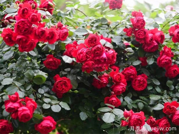 蒂娜月季一年開幾次花？蒂娜開花周期及病蟲害防治技巧(圖3)