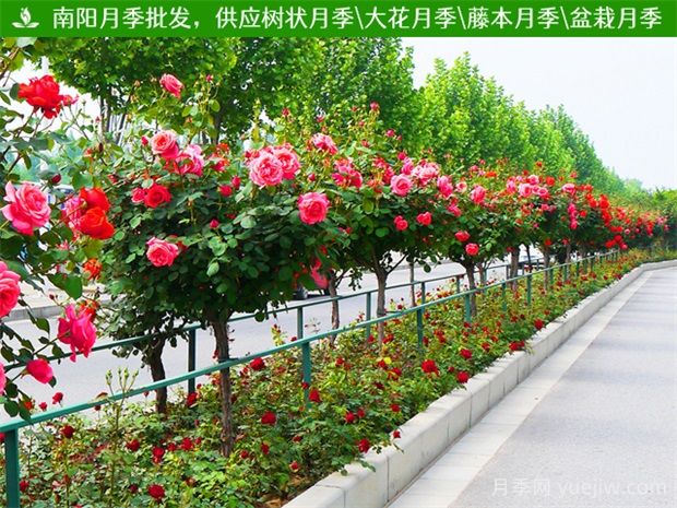 行道樹和園景樹到底有何不同？(圖1)