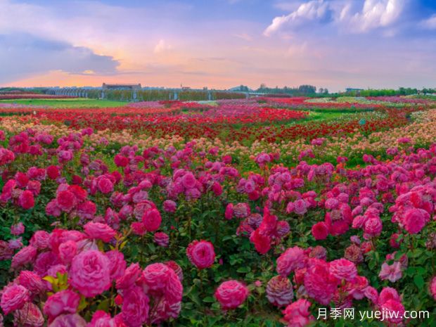 一朵月季花種出大產(chǎn)業(yè)，春節(jié)期間南陽石橋鎮(zhèn)靜候花開(圖3)