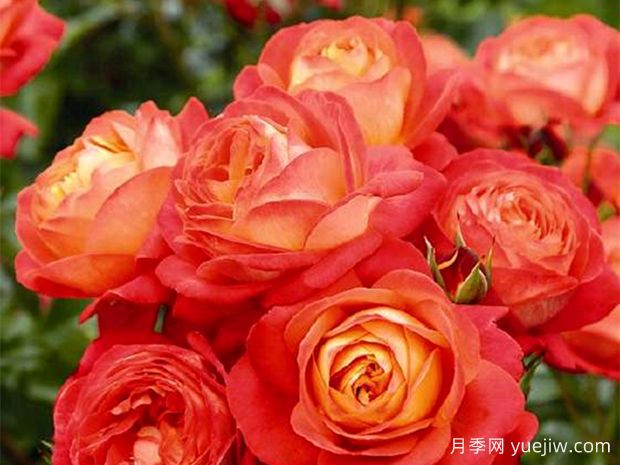 情人節(jié)鮮花怎么選？(圖1)