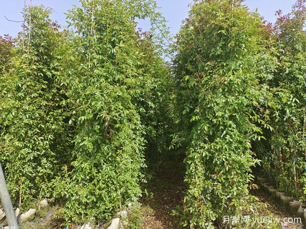種上木香薔薇花蠻強爆花，紅橙白黃木香你喜歡哪個？(圖3)