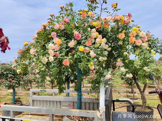 558種常見園林植物大全集錦，干貨滿滿，園林人必知(圖1)