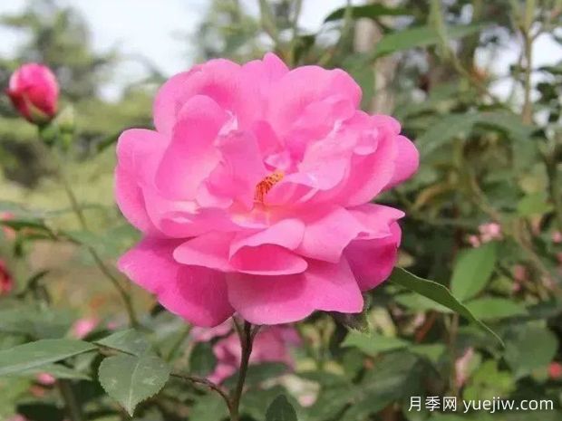 認(rèn)識(shí)古老月季百科，中國古老月季對(duì)現(xiàn)代月季的影響(圖2)