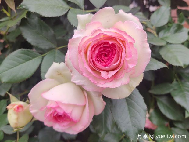 輕松區(qū)分月季、玫瑰和薔薇ROSE三姐妹，不再迷茫于愛情花海(圖3)