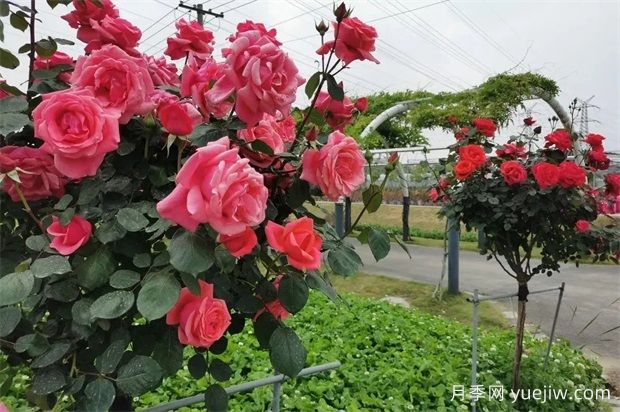輕松區(qū)分月季、玫瑰和薔薇ROSE三姐妹，不再迷茫于愛情花海(圖5)