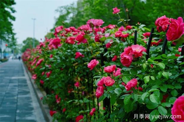 輕松區(qū)分月季、玫瑰和薔薇ROSE三姐妹，不再迷茫于愛情花海(圖6)