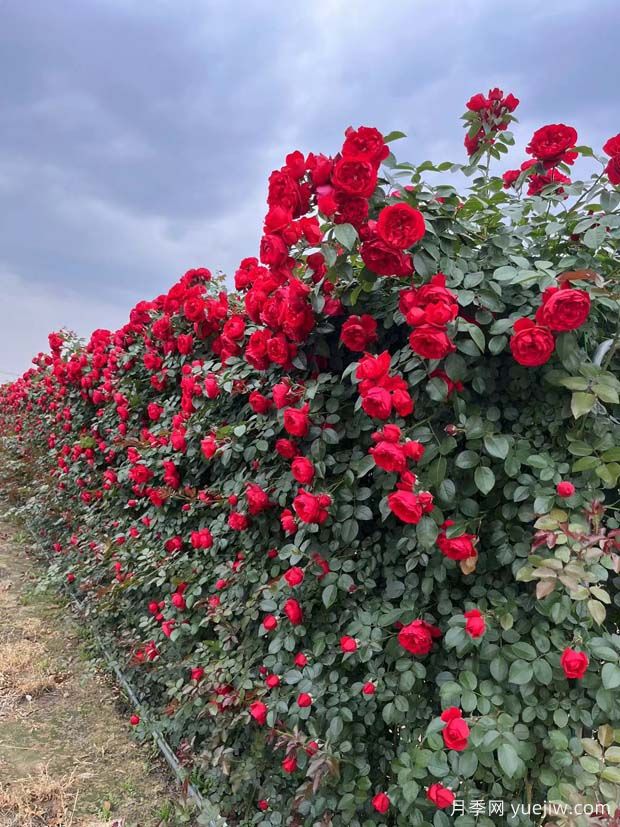 紅色歐月蒂娜月季網片打造安徽花墻景觀(圖1)