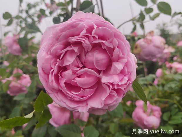 推薦11種藤本月季，復(fù)花快花期長(zhǎng)，不愧是開(kāi)花機(jī)器(圖5)
