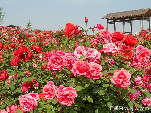 月季和玫瑰是同一種花卉嗎？(圖1)