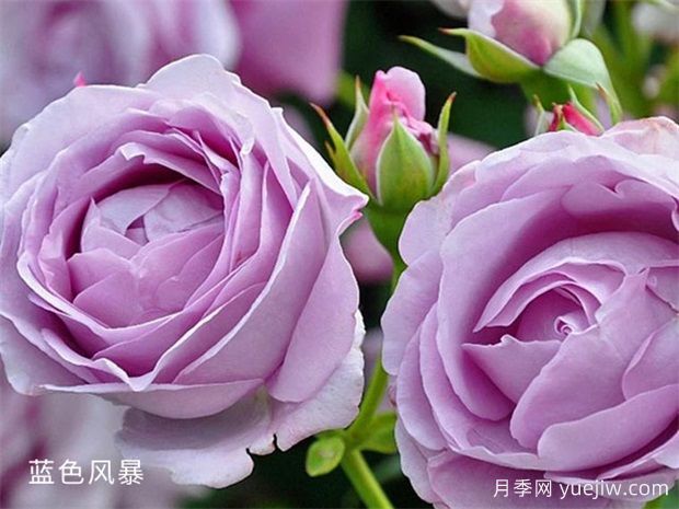 藍(lán)色風(fēng)暴月季養(yǎng)護(hù)辦法，花開(kāi)后很迷人(圖1)