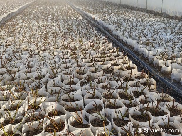 月季花繁殖方法：播種、嫁接與分株的優(yōu)缺點(diǎn)是什么？(圖1)