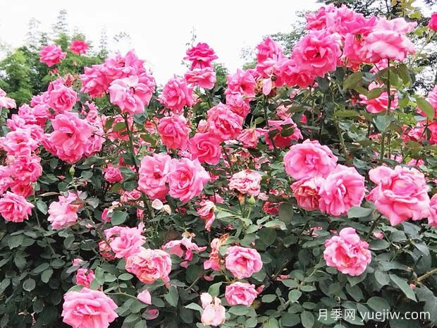 綿陽月季扮靚城市，市花嬌艷綻放成美景(圖2)