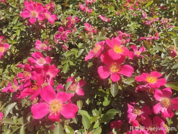 48種宿根花卉，你認識幾種？(圖1)