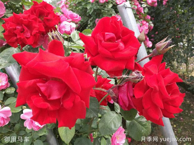 大紅色長得快，快速成花墻花海，就是御用馬車月季(圖1)