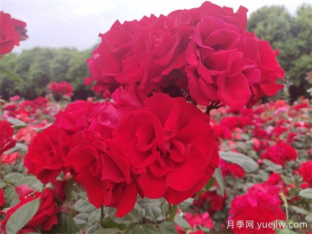大紅色長得快，快速成花墻花海，就是御用馬車月季(圖2)