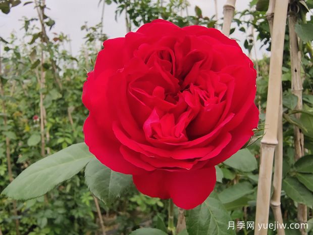 6款紅色系的藤本月季品種，適合打造網(wǎng)紅花墻(圖2)