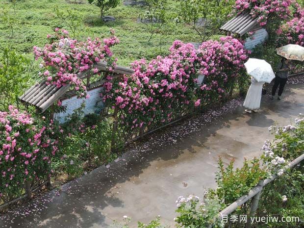 瀘州合江忠孝佛手園，月季花開美景入畫來(圖1)