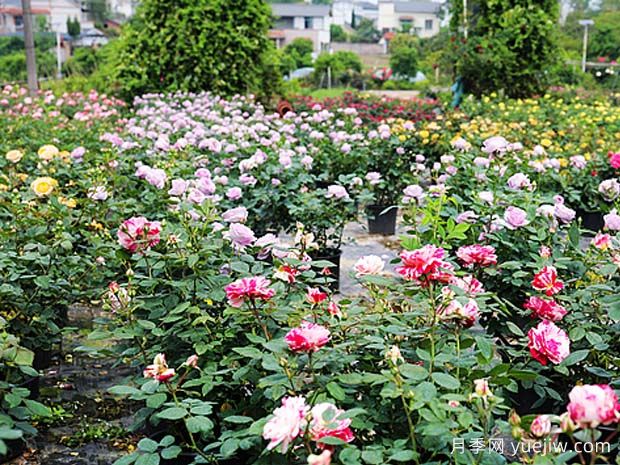 瀘州龍馬潭月季花綻放，繽紛絢麗火出圈(圖2)