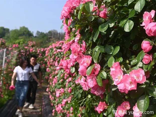 6萬株月季燦爛綻放，月季花舞內(nèi)江資中(圖1)