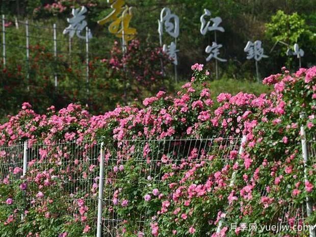 6萬株月季燦爛綻放，月季花舞內(nèi)江資中(圖2)