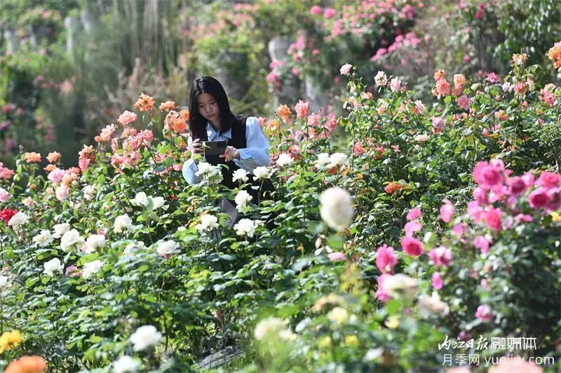 6萬株月季燦爛綻放，月季花舞內(nèi)江資中(圖3)