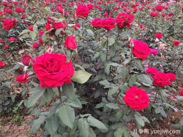 德陽市花月季擴(kuò)大種植，打造城市綠化風(fēng)景線(圖1)