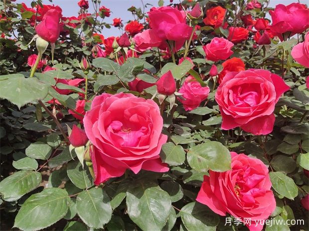 德陽市花月季擴(kuò)大種植，打造城市綠化風(fēng)景線(圖2)