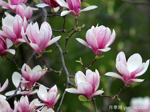 南陽望春玉蘭養(yǎng)護(hù)秘籍(圖1)