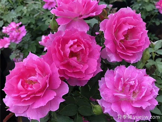 10個四季開花的花卉是哪些？(圖1)