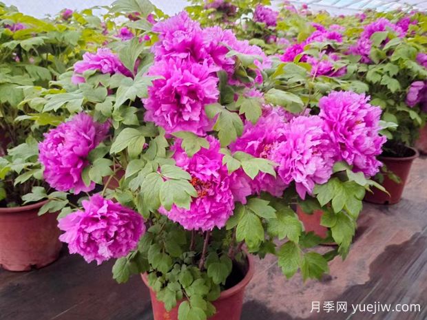 牡丹文化、品種和應(yīng)用價值(圖3)