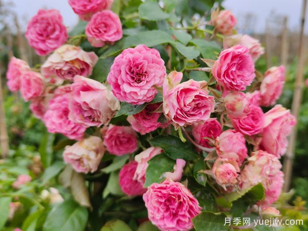 4種爬藤月季花美到極致，讓庭院無(wú)與倫比(圖3)