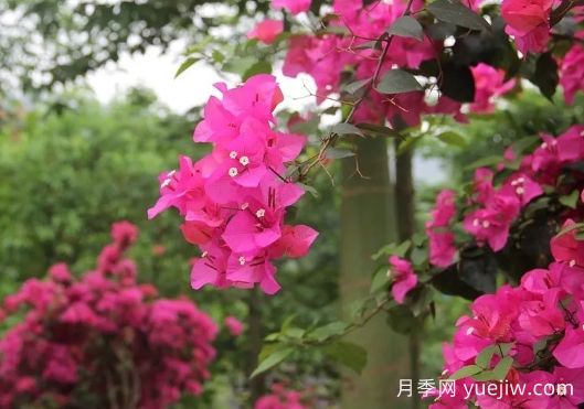 簕杜鵑和三角梅有什么區(qū)別？(圖1)