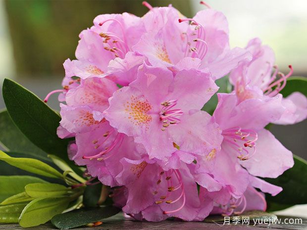 養(yǎng)杜鵑花有哪些注意事項(xiàng)？(圖1)