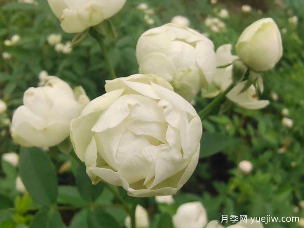 木香花，紅黃橙白木香，爬藤界的鼻祖(圖3)