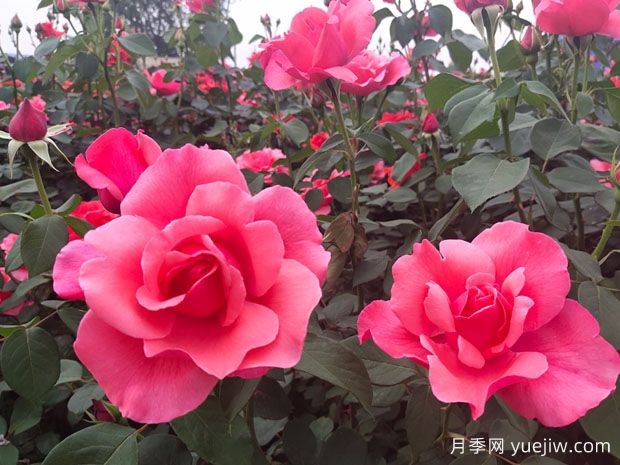 如何識別大花月季品種？(圖1)