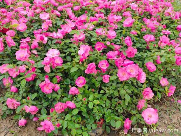 豐花月季花苗什么地方多？基地批發(fā)價格如何？(圖2)