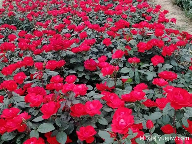 豐花月季花苗什么地方多？基地批發(fā)價格如何？(圖1)