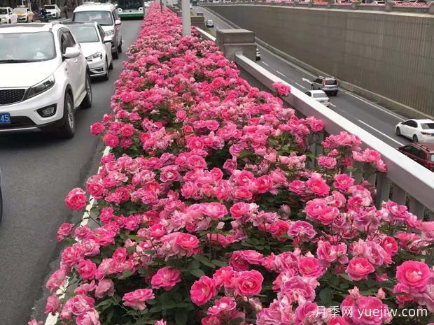 豐花月季花苗什么地方多？基地批發(fā)價格如何？(圖3)