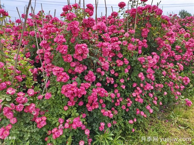 哪里有藤本月季花木賣？哪有大型爬藤月季基地？(圖3)